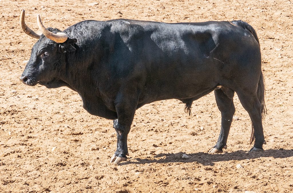 Galerie Acampo Abierto  taureaux de combat